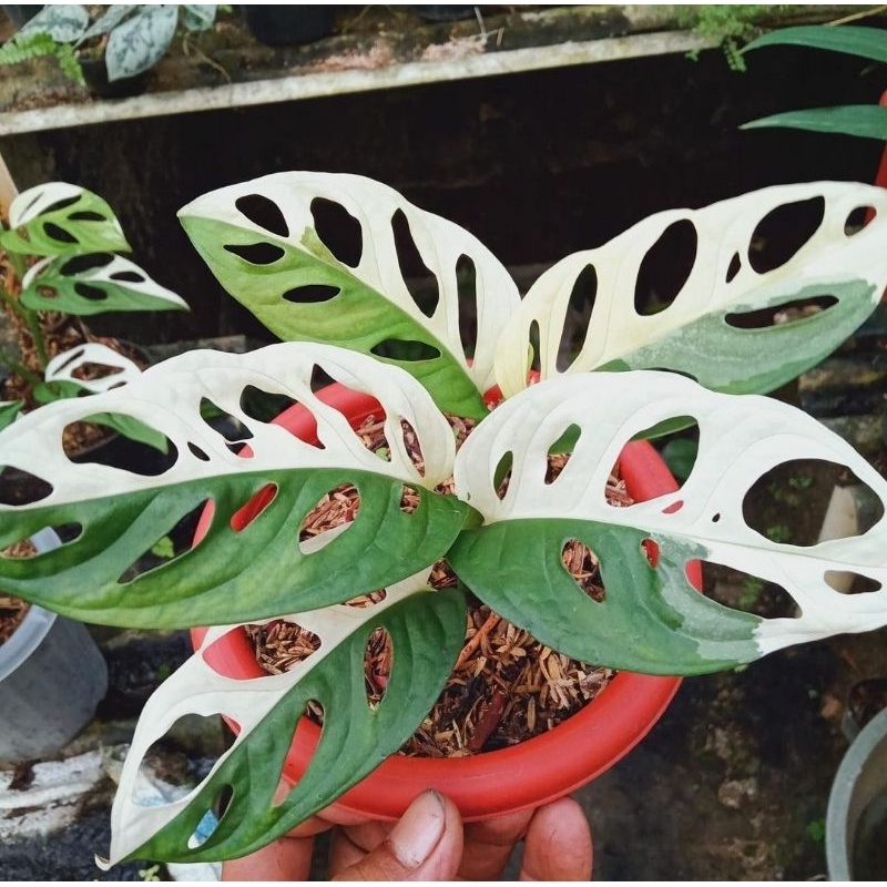 pilodendron janbol acuminata varigata putih