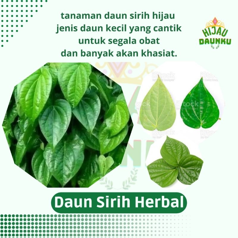 

Daun Sirih Hijau Segar Baru Di Petik Fresh Obat Herbal Alami Seribu Khasiat Manfaat