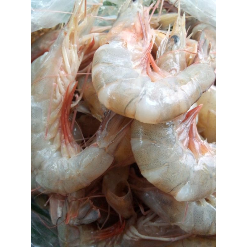 

Udang Laut 500 gr