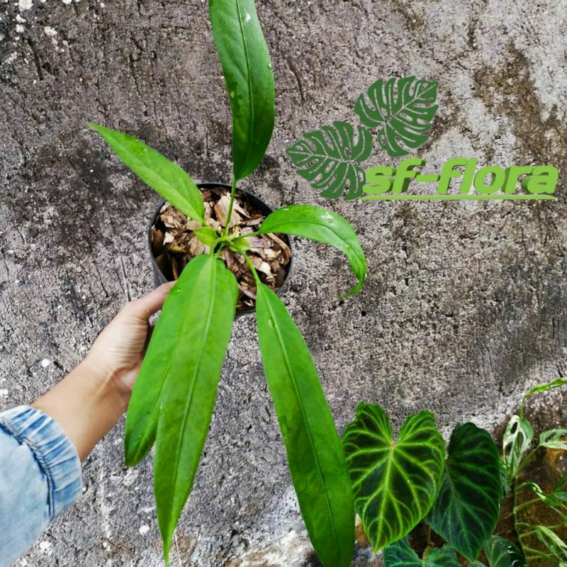 Tanaman hias anthurium vittarifolium - Anthurium dasi- Anthurium dasi gantung