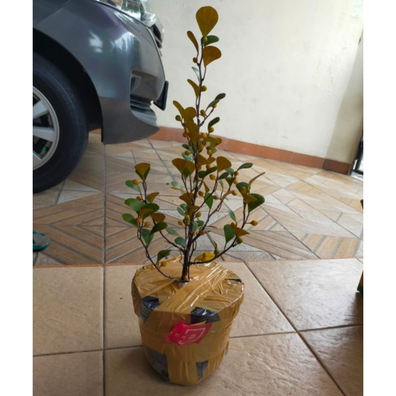 Ficus Deltoidea var. Golden Form