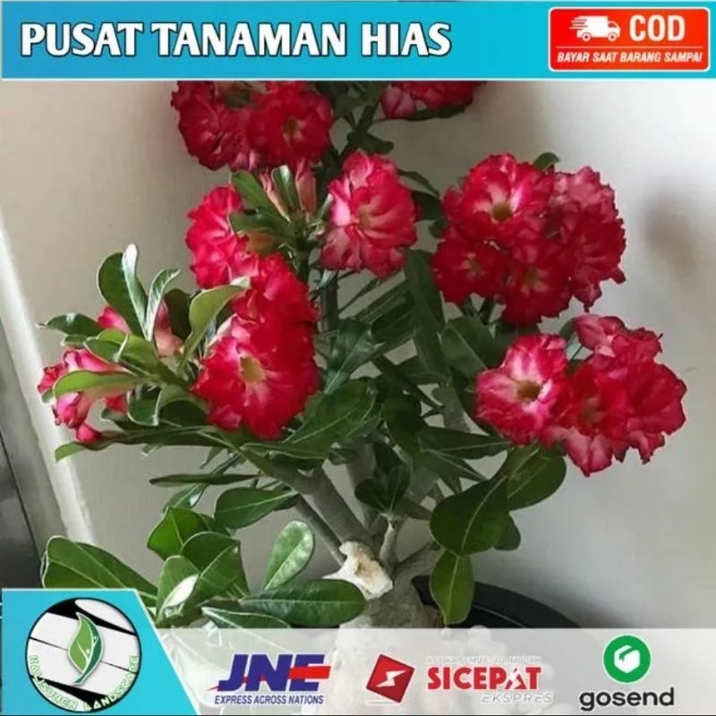 BIBIT KAMBOJA JEPANG / TANAMAN HIAS ADENIUM BUNGA TUMPUK / bibit adenium kembang tumpuk / adenium