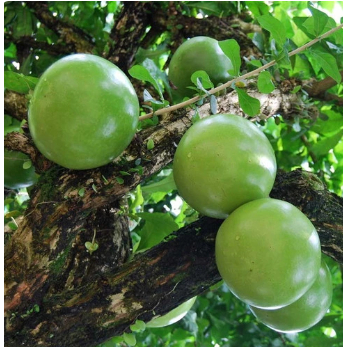 

Buah Maja Fresh 1kg asli masih segar