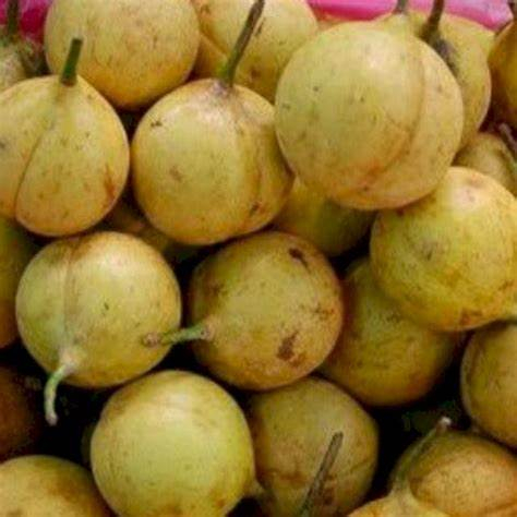 

Buah Pala Segar dari pohon cocok untuk Manisan maupun asinan