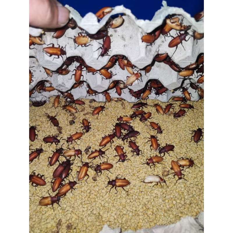 PAKET BUDIDAYA ULAT JERMAN /KUMBANG ULAT JERMAN 1000 EKOR+PRIVAT BUDIDAYA