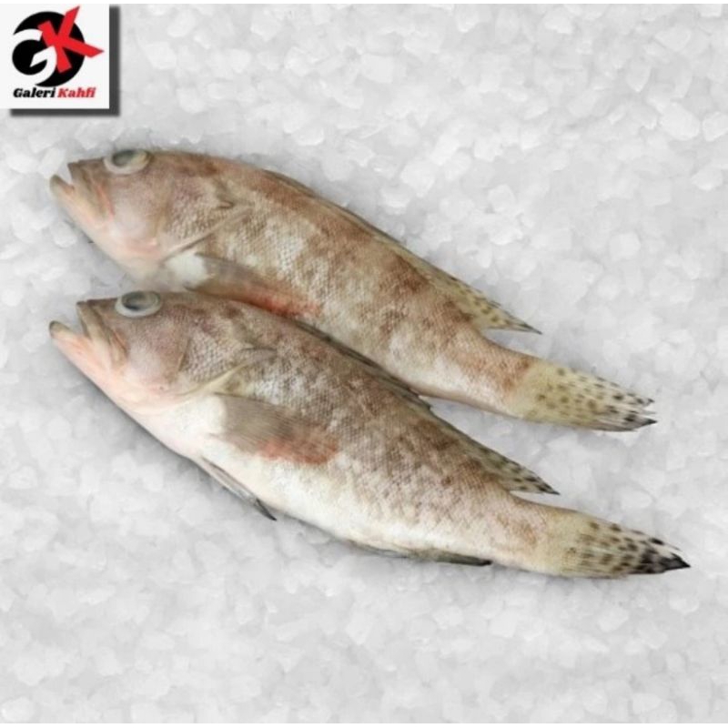 

IKAN KERAPU FRESH Berkualitas GRADE A - 1Kg / IKAN LAUT SEGAR / ANEKA IKAN LAUT / SEAFOOD / ANEKA MAKANAN IKAN LAUT SEGAR