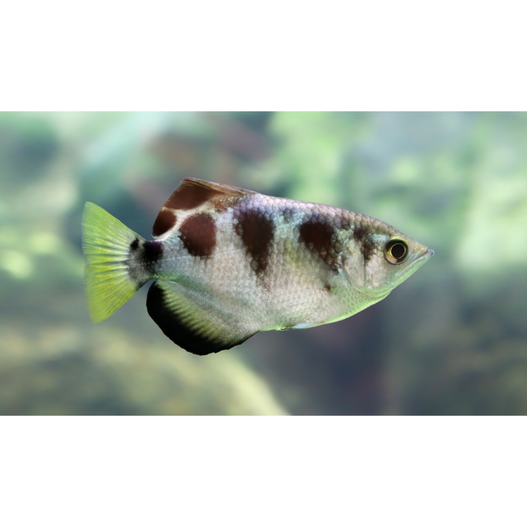 Replika Archer Fish / Hiasan Aquarium Archer Fish