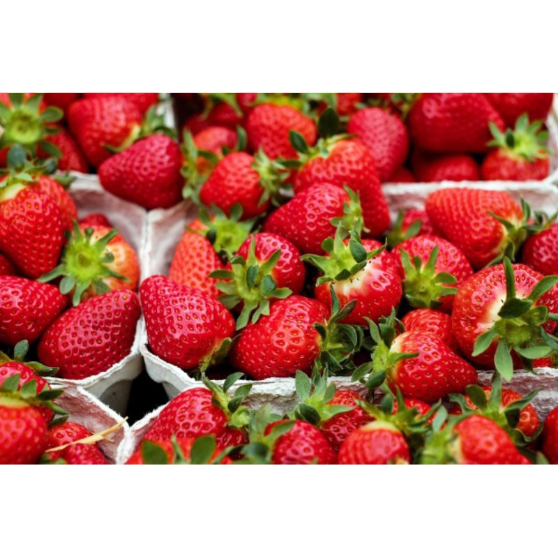 

BUAH STRAWBERRY SEGAR FRESH PREMIUM