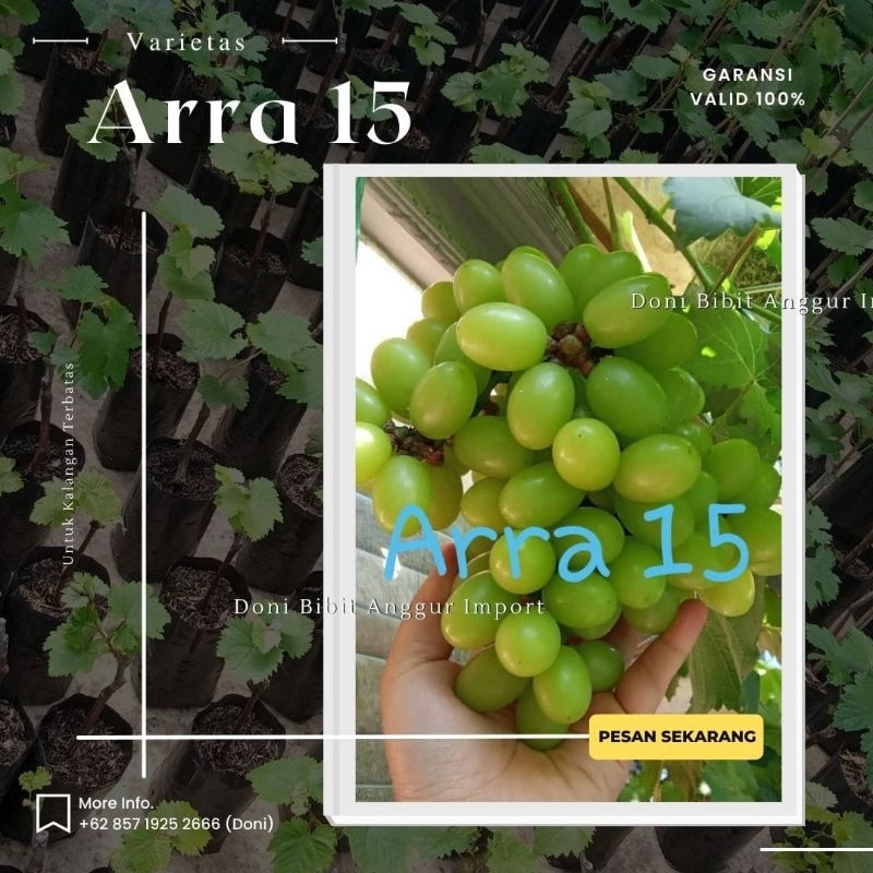 BIBIT ANGGUR IMPORT ARRA 15