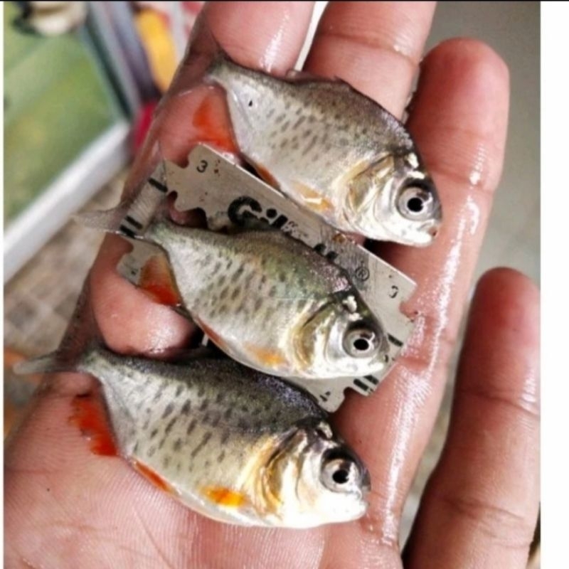 Bibit ikan bawal ukuran silet murah berkualitas