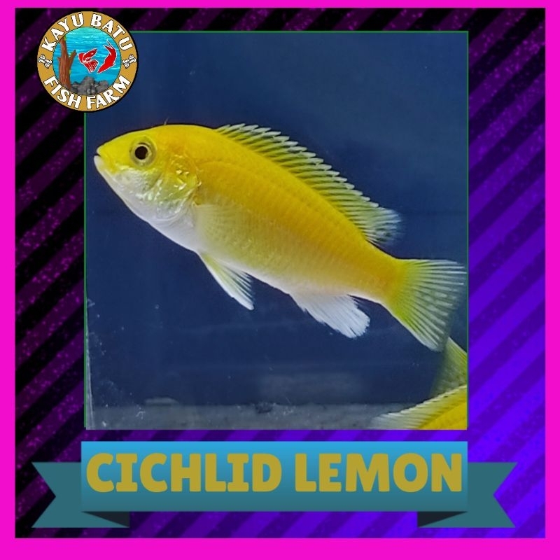 GAMBAR..IKAN..CICHLID..LEMON.. /..IKAN..SIKLID..LEMON