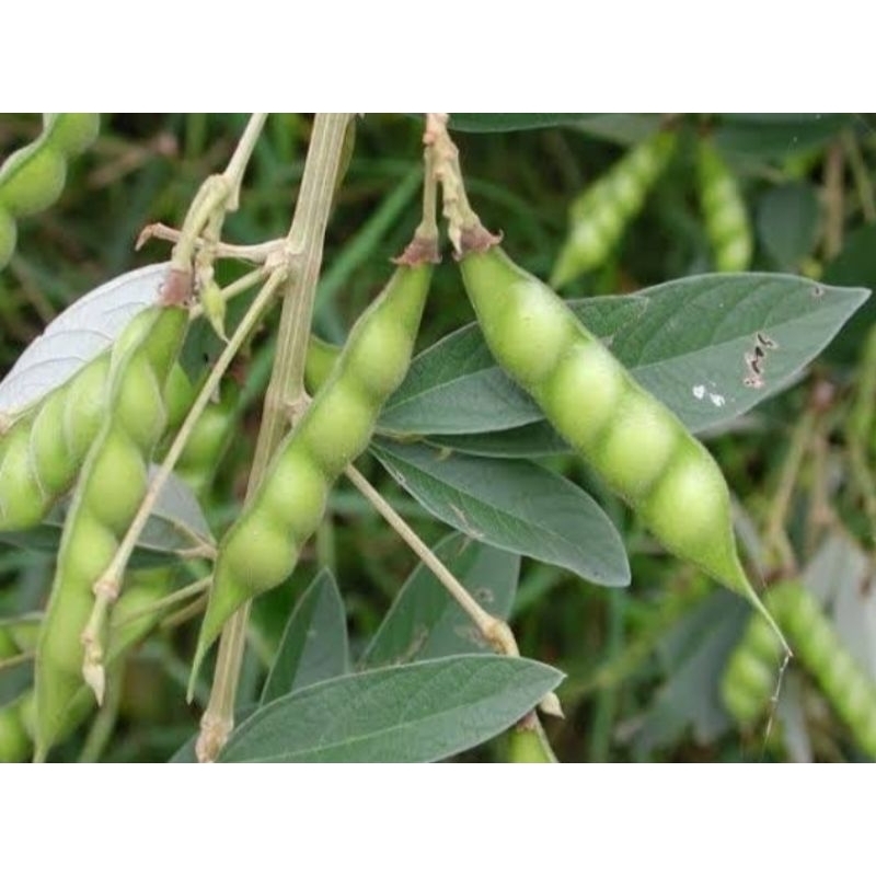 

BUAH HIRIS PILIHAN
