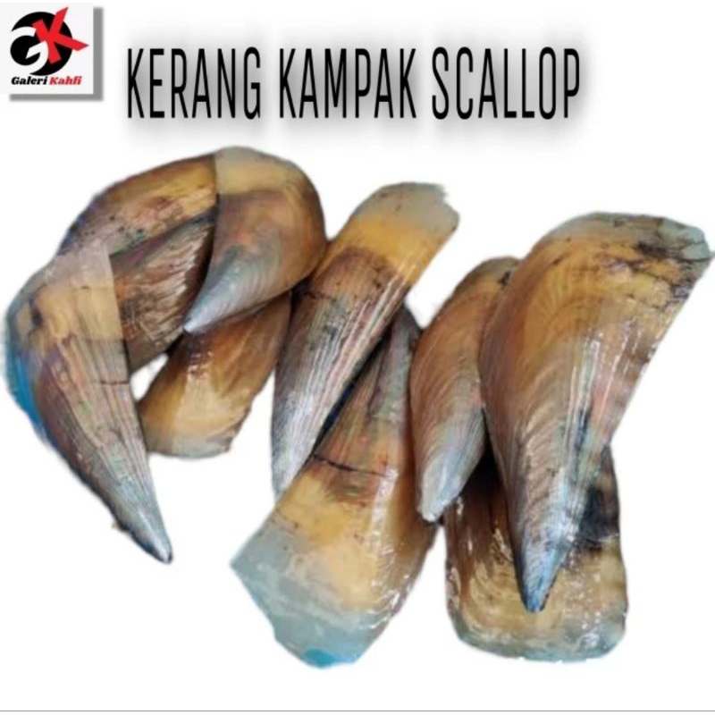 

KERANG KAMPAK SCALLOP FRESH Berkualitas GRADE A - 1Kg / ANEKA SEAFOOD SEGAR / KERANG SEGAR / ANEKA KERANG LAUT / ANEKA IKAN LAUT