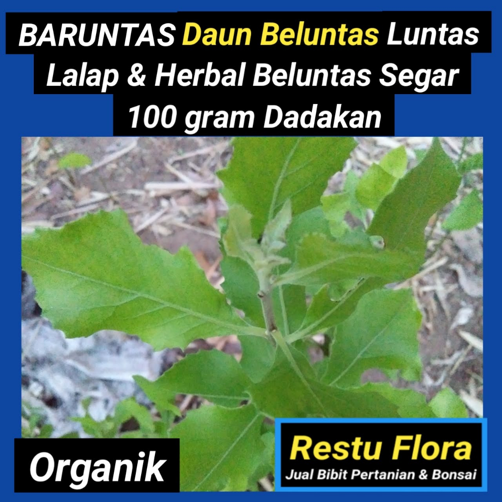 

Baruntas, Daun Beluntas, Luntas, Lalab baruntas segar 100 gram