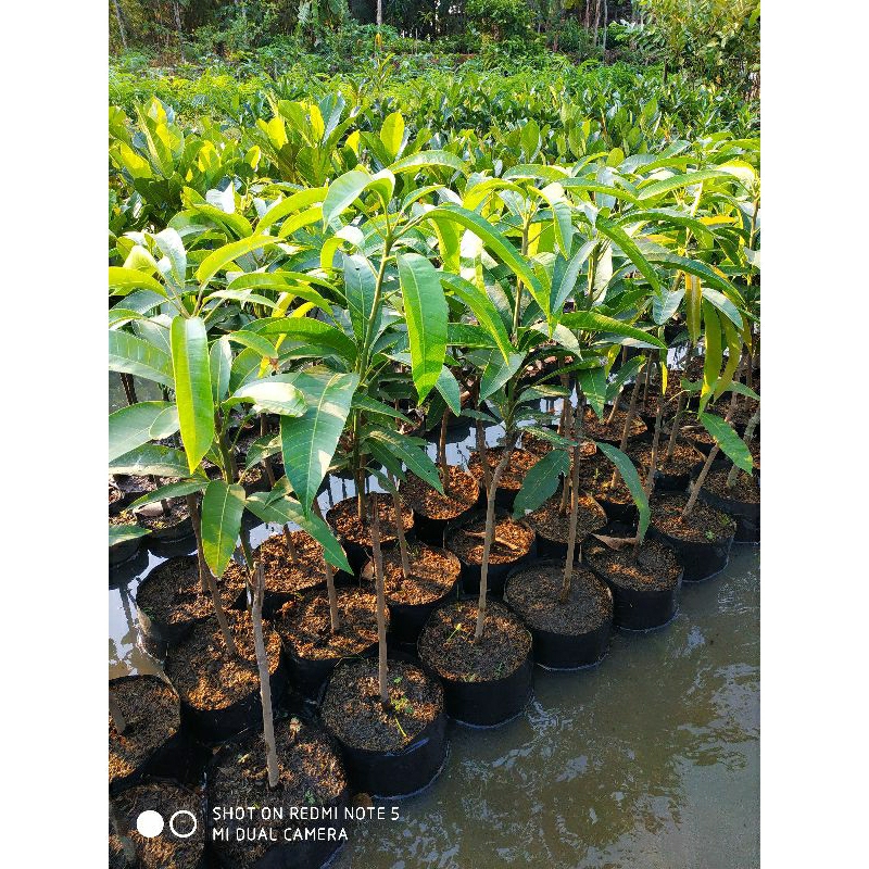 bibit mangga Miyazaki asli