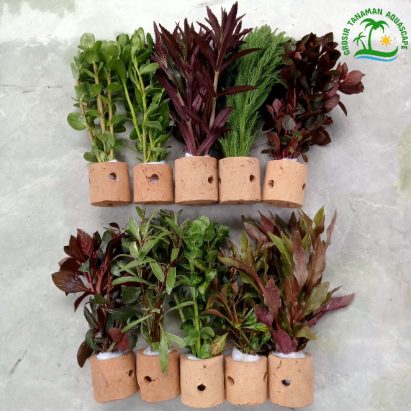 Paket Tanaman Aquascape - Paket Campur Tanaman Aquascape - Paket Tanaman Aquarium Isi 10 Pot - Paket