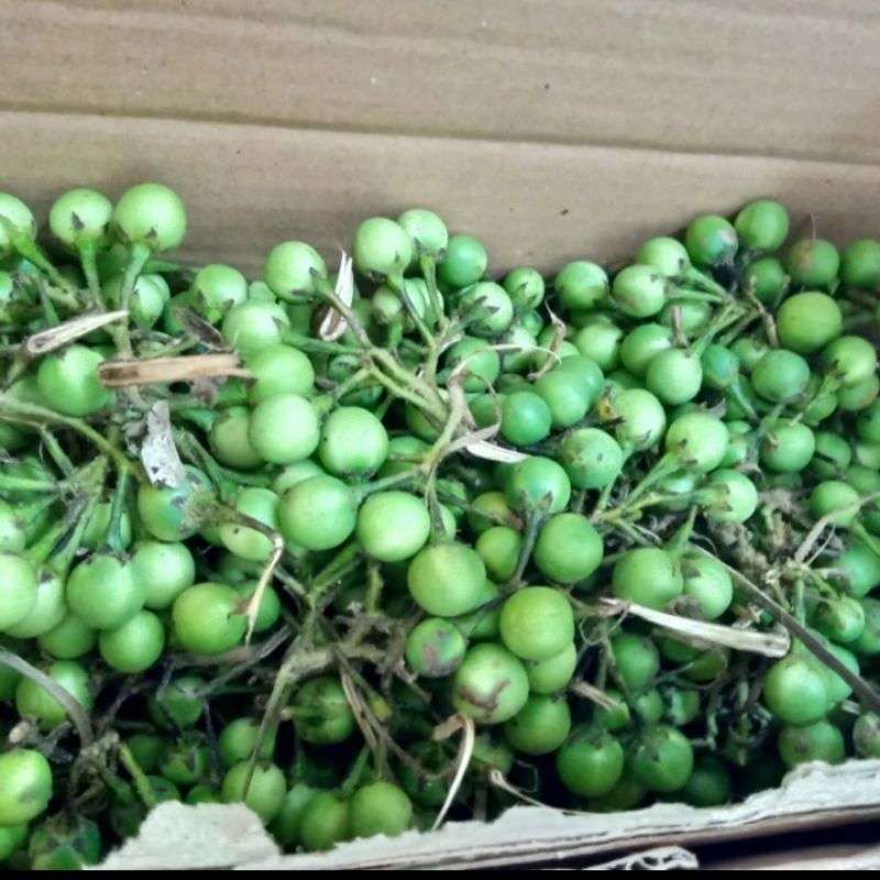 

Buah Rimbang/Tekokak 250 gr