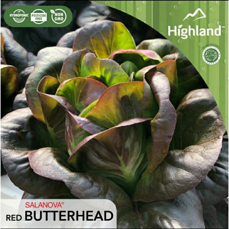 

Selada Merah - Salanova Butterhead Red Highland 500gr