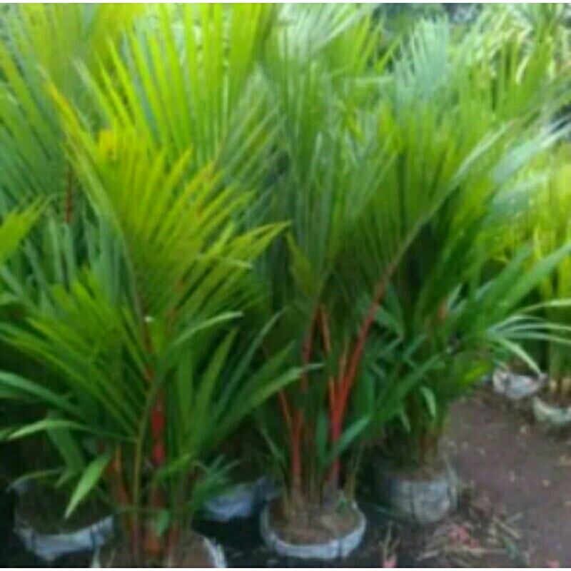 pohon hias palem merah 1 meter