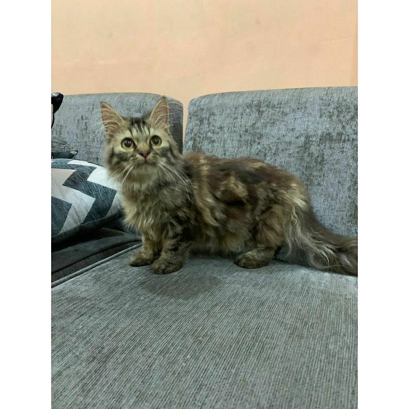 kucing persia X MaineCoon jantan