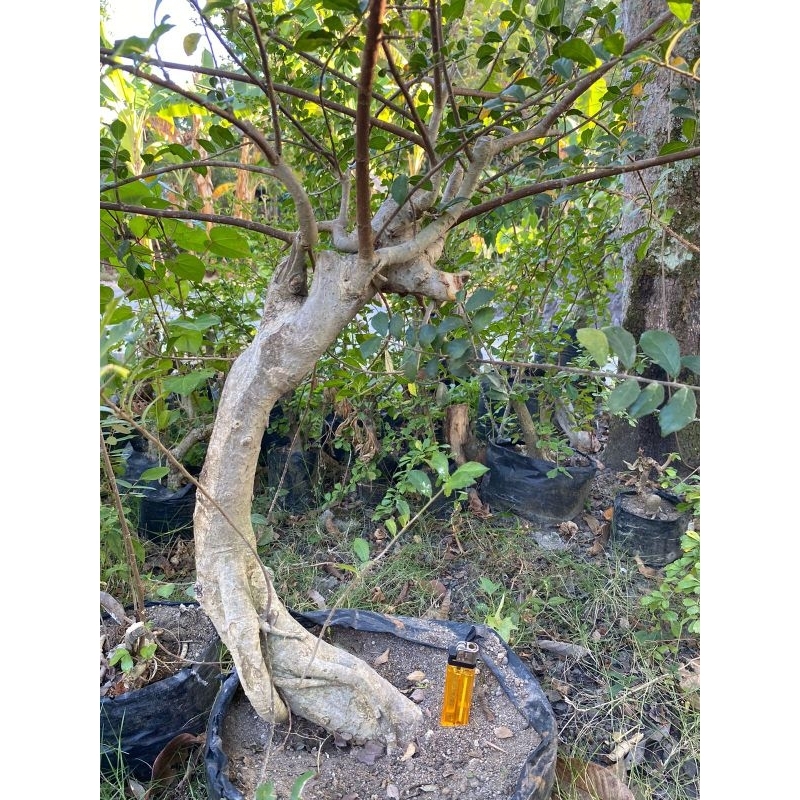 bakalan bonsai dongkelan tanaman hias bonsai serut