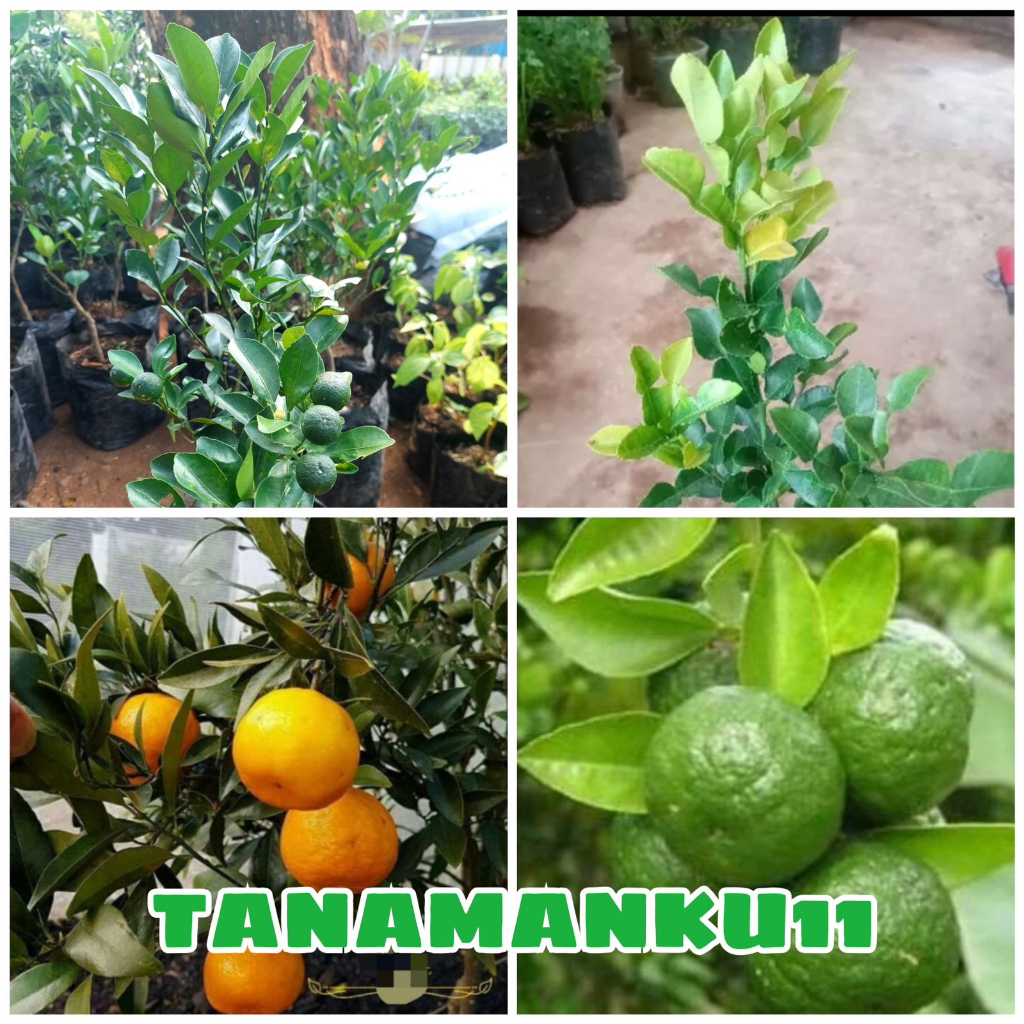 

Paket 4 tanaman jenis jeruk,jeruk santang madu,jeruk ourut,jeruk limo,jeruk lemoncui
