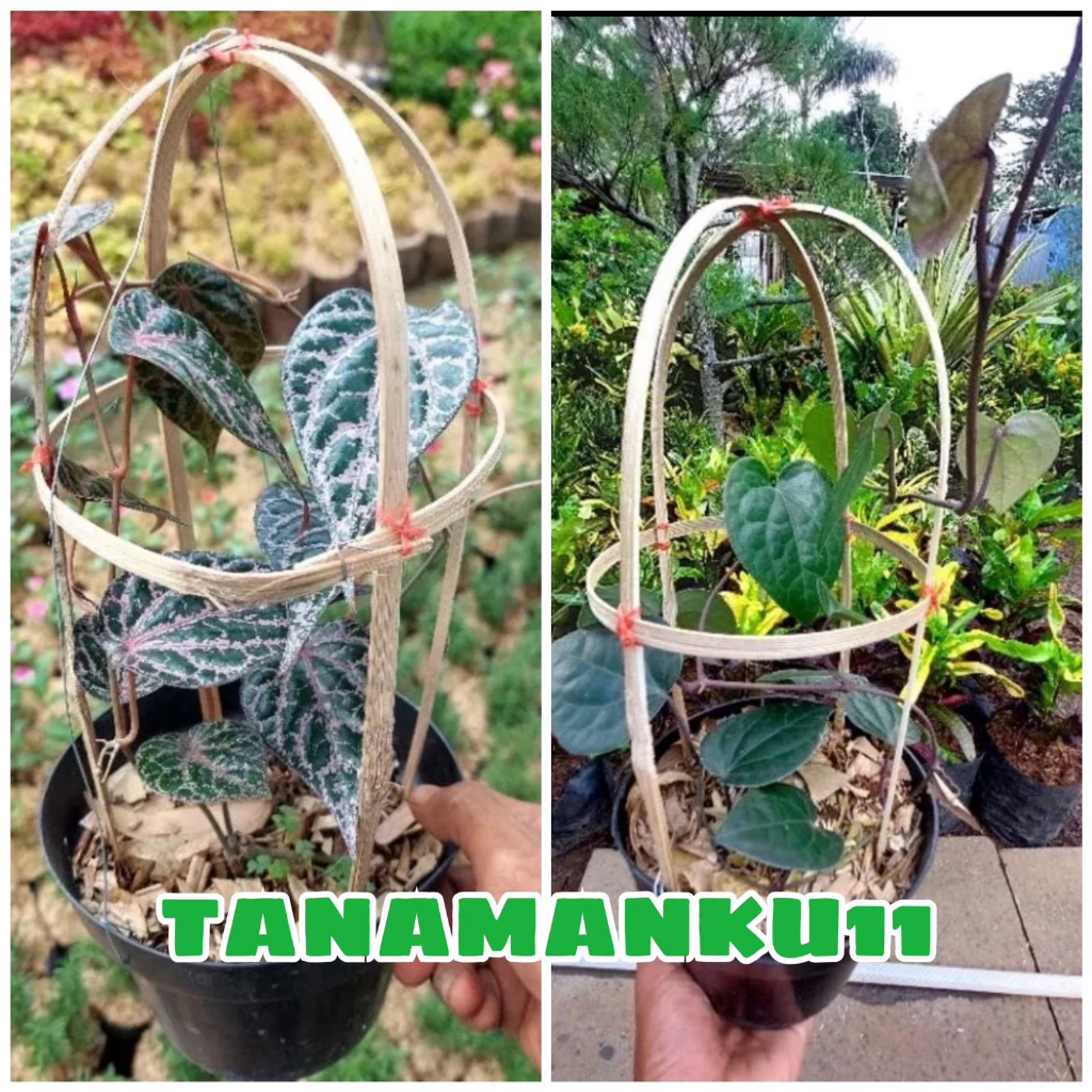 Paket 2 tanaman sirih merah sirih hitam plus pot