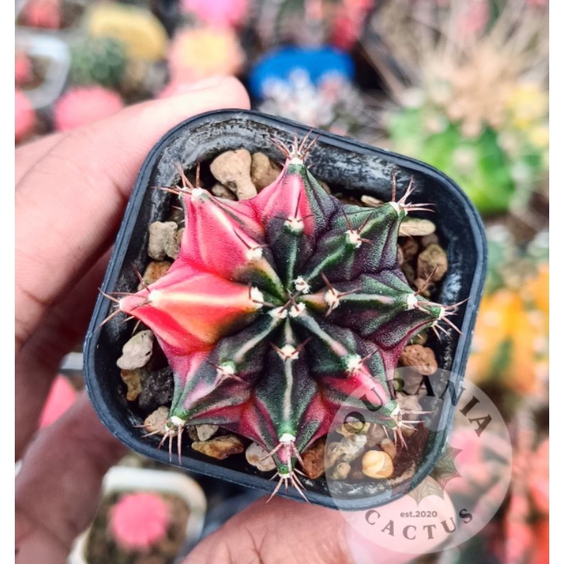 Kaktus Gymnocalycium Pink Tiger hybrid Var