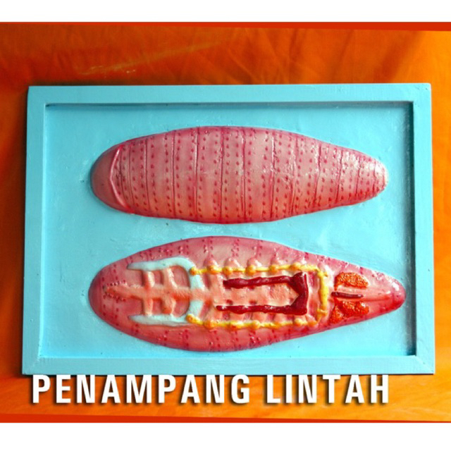 

Penampang lintah alat peraga pendidikan