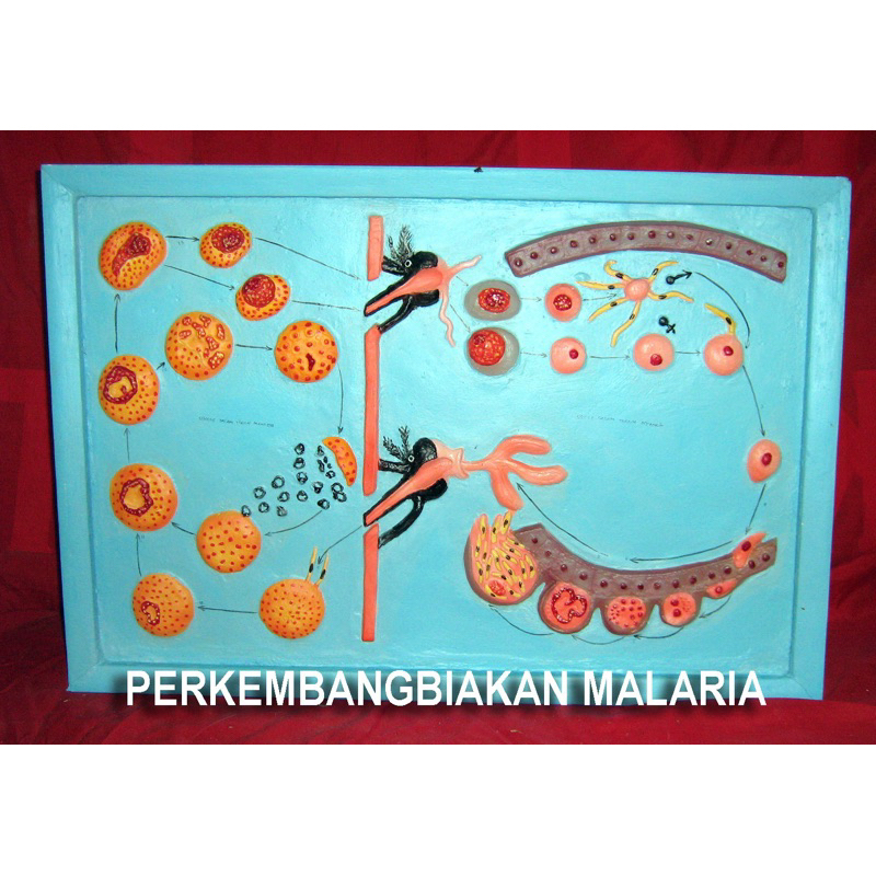 

Penampang perkembangbiakan nyamuk malaria