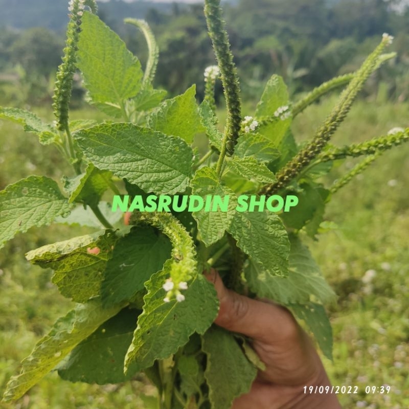 

DAUN SANGKET DAUN SANGKETAN SEGAR LANGSUNG PETIK TANAMAN HERBAL