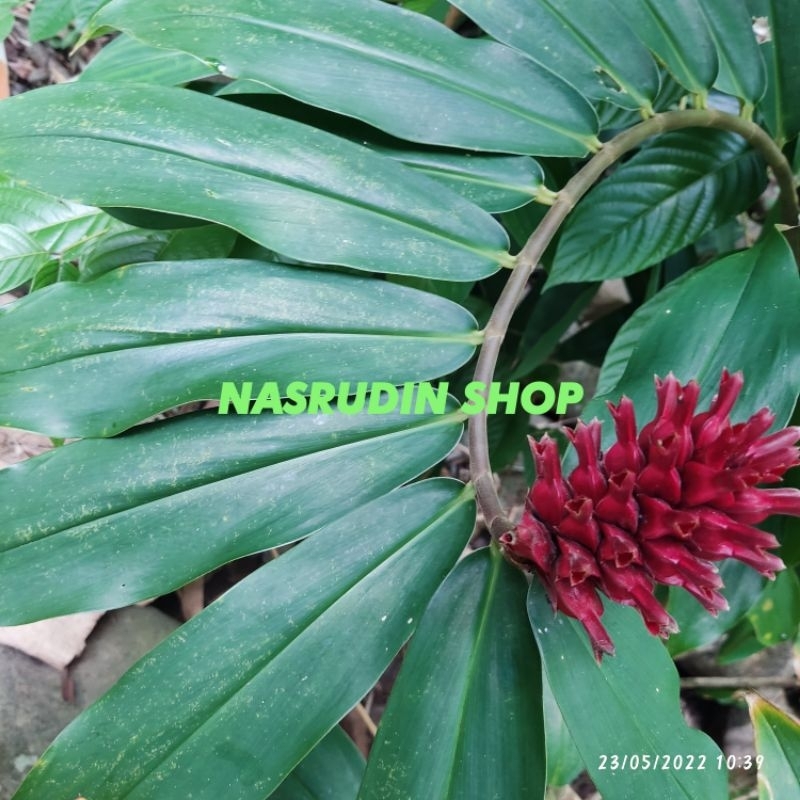

[Fresh] DAUN INSULIN PLANT 50 LEMBAR SEGAR LANGSUNG PETIK / CHEILOCOSTUS SPECIOSUS / DAUN PACING