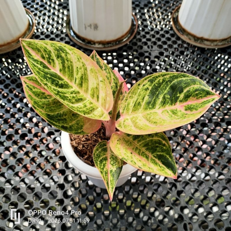 aglonema catrine lokal