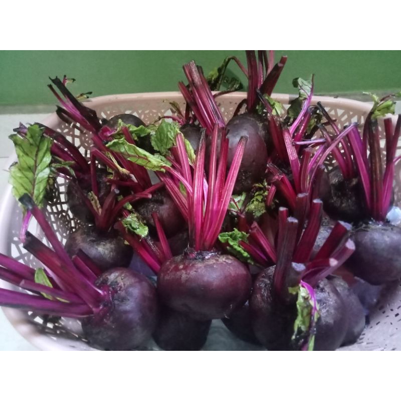 

5kg BUAH BIT FRESH