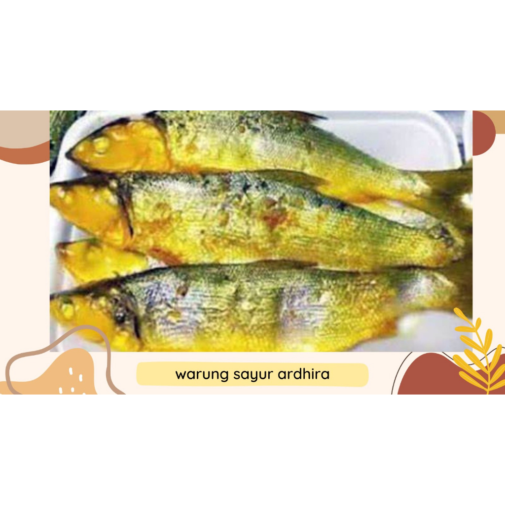 

BANDENG PRESTO ISI 2