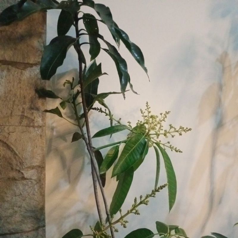 Bibit mangga berbunga