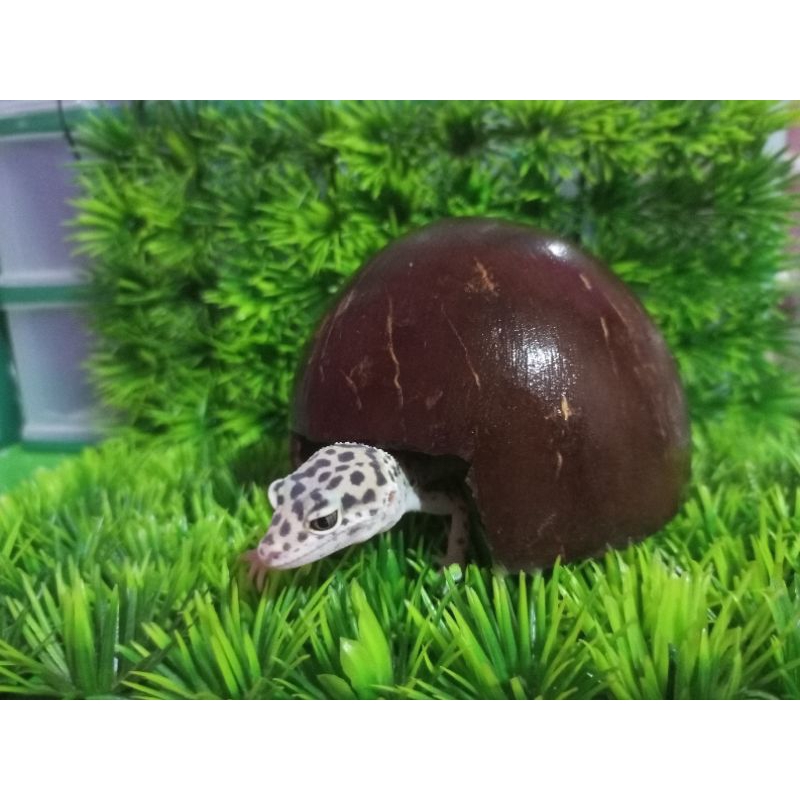 hiding cave batok kelapa rumah gecko