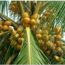 bibit kelapa gading