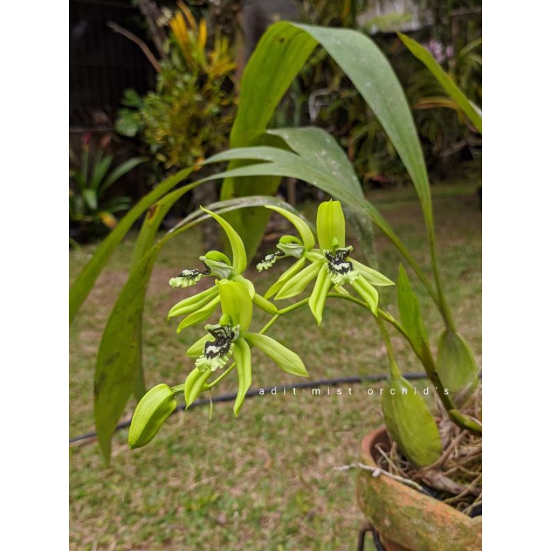 coelogyne pandurata anggrek hitam kalimantan rawatan siap bunga murah