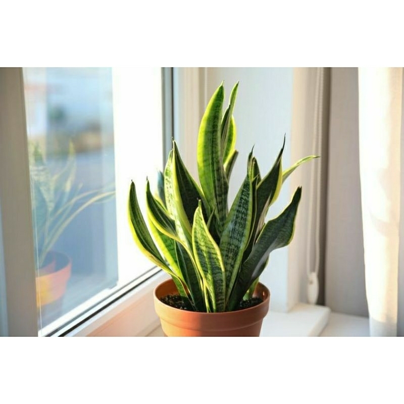 tanaman hias sansivera futura superba