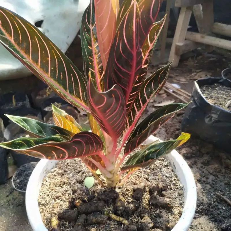 Tanaman hias aglonema donacarmen - aglonema donacarmen - donacarmen