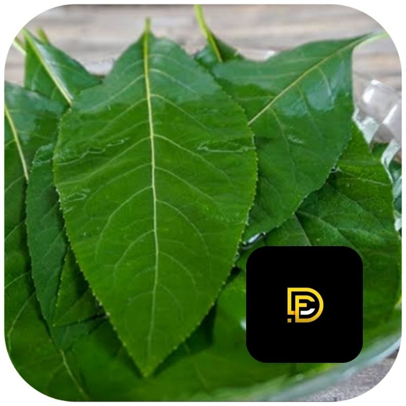 

Daun afrika selatan segar isi ratusan lembar petik langsung-az