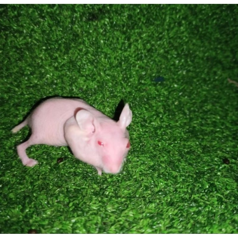 Hamster Hairless tanpa bulu lucu