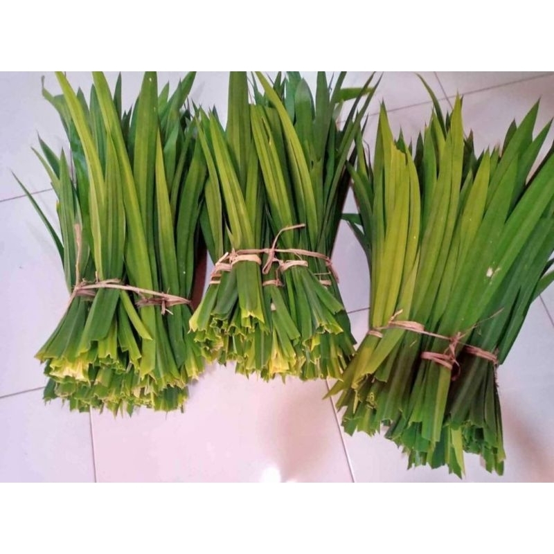 

Daun pandan wangi fresh/segar
