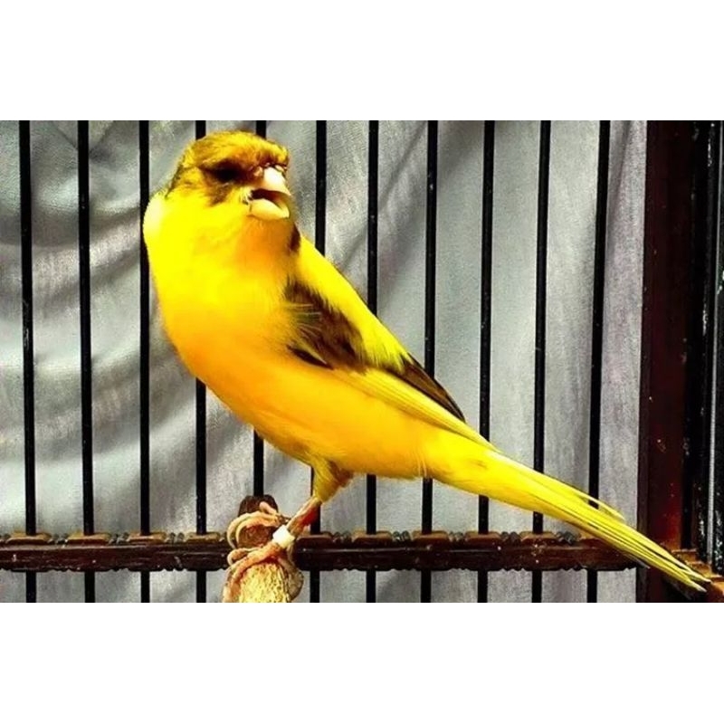 

TELUR BURUNG KENARI WARNA SANKIST DAN LEMON UNTUK DI TETASKAN