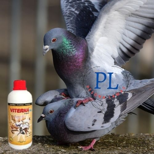 vitamin burung/vitamin burung dara/vitamin burung dara kolongan/vitamin burung dara balap/vitamin te