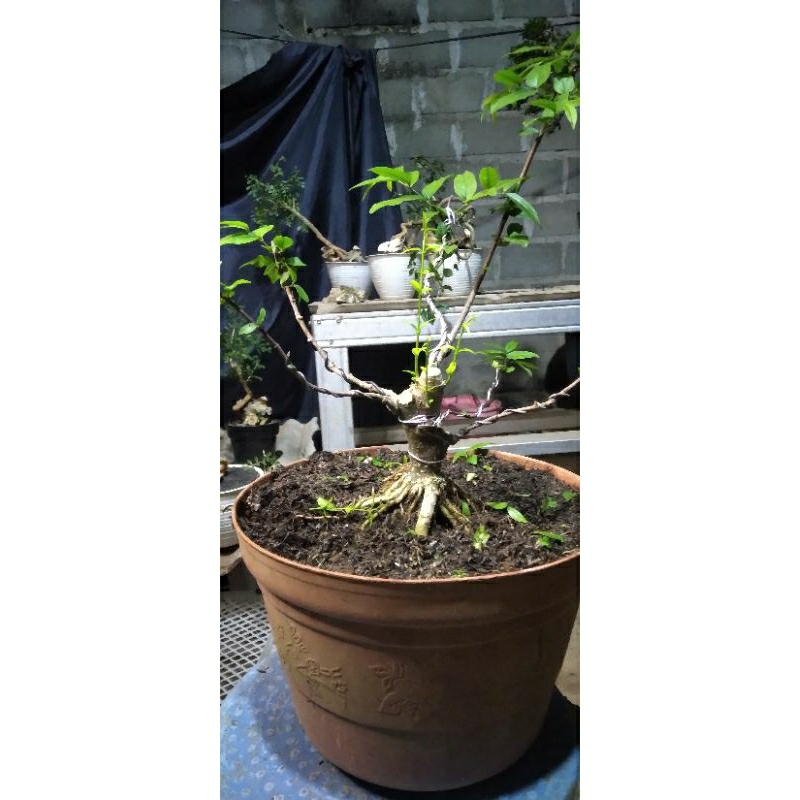 Bonsai Mame Anting Putri