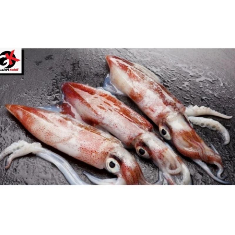 

CUMI KONDOM FRESH Berkualitas GRADE A - 1KG / ANEKA SEAFOOD SEGAR / ANEKA CUMICUMI SUPER