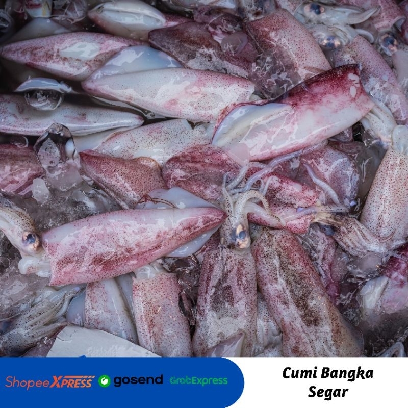 

Cumi Segar/ Cumi Bangka Segar/ Cumi Fresh/