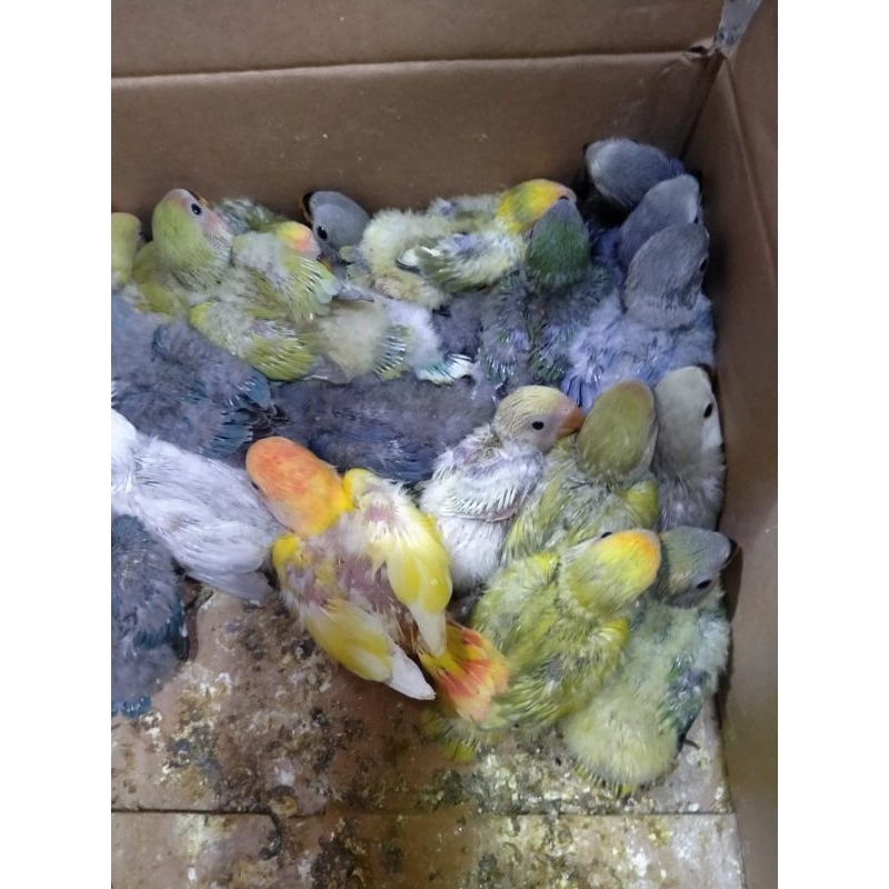 Anak Baby Lolohan Lovebird Non Klep